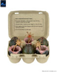 NECA Aliens 40th Anniversary Xenomorph Eggs Set 6 Pack